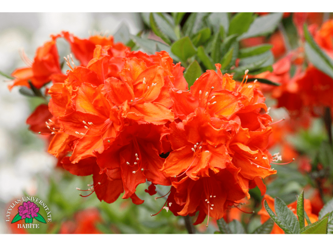 Rhododendron   'Babītes Indra'